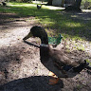 Meet your Posher, Shari